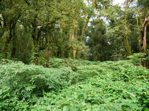 Tagesausflug zum Doi Inthanon