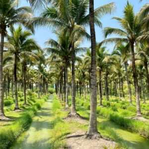 Wochenendmärkte in Chiang Mai