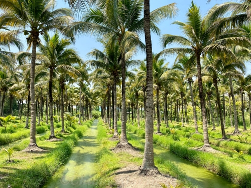 Wochenendmärkte in Chiang Mai
